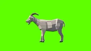 Green screen Goat video | White Goat Idle green screen