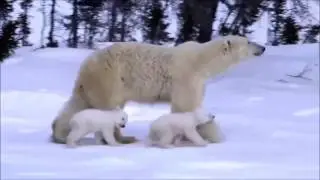 Наблюдаем за животным миром