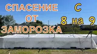 Каким способом, спас виноград от заморозков!