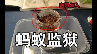 【玉笙野采】最难越狱的蚁巢，越狱大王红火蚁都出不去！顺便花式淹死蚁后……