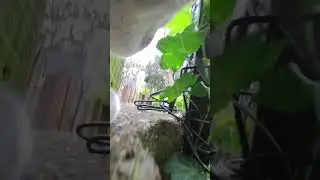 Cat and action camera #cat #cuteecats #cutecat #funny #funnyanimal