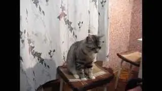 Кот Кеша