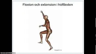 Anatomiska läges- och rörelsebegrepp