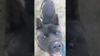 Akita dogs are very stubborn.