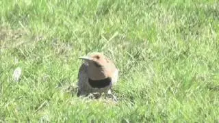 What type of bird is this?