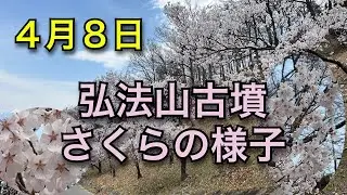 4月8日　弘法山古墳の桜の様子