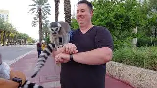 Lemurs attacked me on Miami Beach - CX Network Rejects