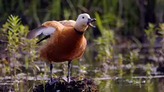 Ruddy Shelduck (Tadorna ferruginea ♂) / Rostgans #birds #bird #duck