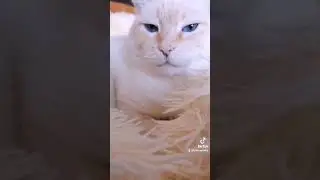 Кошачьи веснушки🤔 #котовасенька
