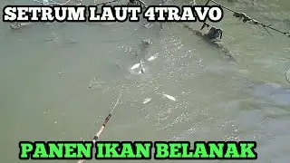 Setrum ikan khusus laut/muara 4travo