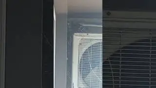 Mom and her Boys   🐤🐥
