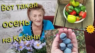 Влог# 547 Влоги с ЮГА 🌞 Вот такая ОСЕНЬ на Кубани 🧡 Подкормка РОЗ🌹🌹🌹