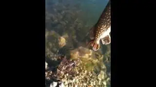 Pike feeding frenzy