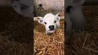 Animals transformation #viral #animalsofyoutube #shorts