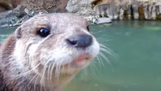 We went to a campsite in the Doshi river which reopened after the disaster [Otter life Day 211]