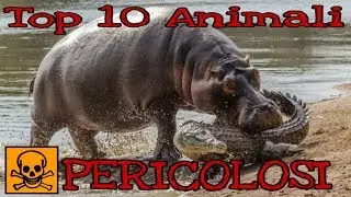 I 10 Animali più PERICOLOSI del Mondo!