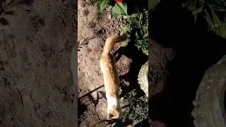 07 сентября 2024_Московская обл_Рузский р-н_Новогорбово деревня_посёлок Колюбакино #дача #тучково