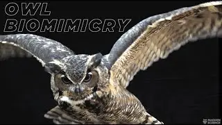 OWL BIOMIMICRY: The Evolution & Emulation of Silence