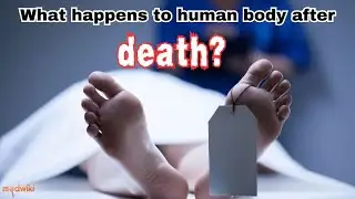 What happens to human body after death?