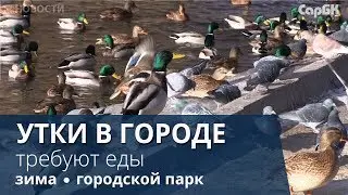 Больше 700 диких уток остались зимовать в горпарке и требуют еды