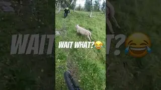 Holy SHEEP! 🐑😂 