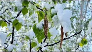 Май - доху надевай
