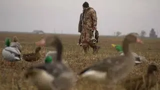 трейлер утка