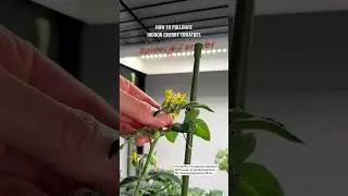 Hand Pollinating Indoor Tomatoes