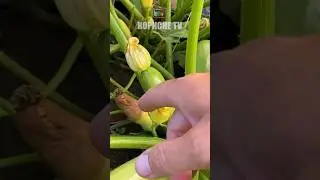 Чоиу жовтіють і гниють кабачки! Як це виправити #кабачки #жовтіють #кабачок