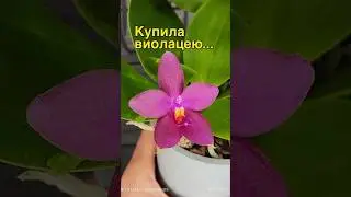 #орхидеи