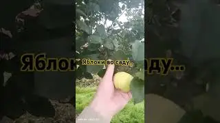 яблоки во саду