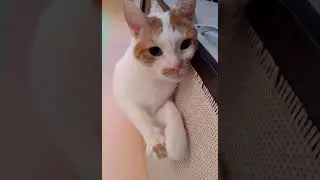 Весёлая песенка 