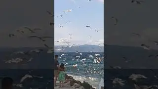 Seagulls & Waves #naturesounds