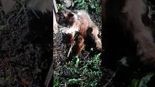 Аркадий гавкает на кошку!!!