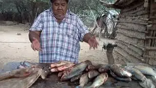 cardumen de sabalos  el potrillo fsa.(3)