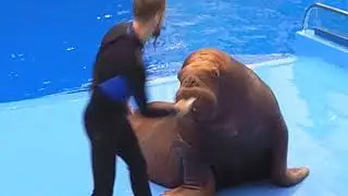 МОРЖ-ГИМНАСТ. ВЛАДИВОСТОКСКИЙ ОКЕАНАРИУМ / Incredibly smart walrus