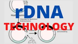 Processes of Recombinant DNA Technology - Biotechnology Principles and Processes | Class 12 Biology