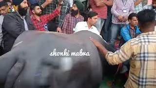 bfa mela dhanaula mandi
