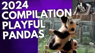 2024 compliation of Playful Big Pandas #newsdigests #panda #cute