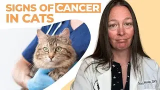 Signs of Cancer in Cats