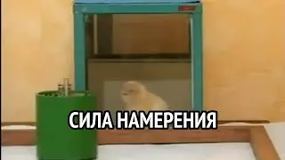 Сила намерения. Эксперимент Рене Пеоша
