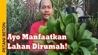 MENANAM SAYUR DI LAHAN SEMPIT