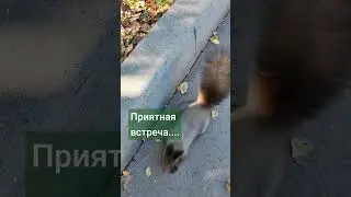 #белка