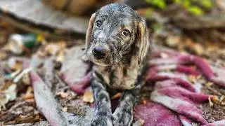 We Rescued a Sad and Scared Puppy