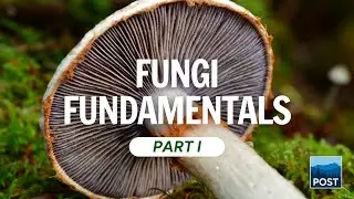 Fungi Fundamentals: Mushrooms of the Bay Area