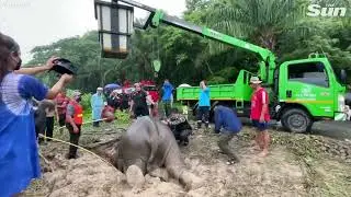 Mother Elephant and baby elephant Rescued from Drain in Thailand