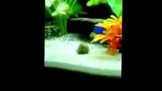 Mystery Snail High Dive!