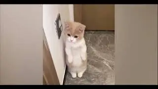 BEST CATS 2022|FUNNY ANIMALS|CATIFUL