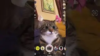 Trying Snapchat Filters On Cat #shorts