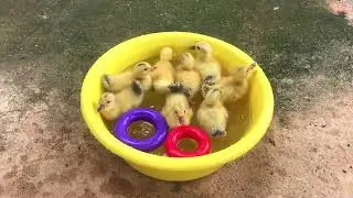 Cute baby ducklings swimming and feeding so happy 5